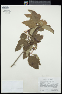 Pyrus fusca image