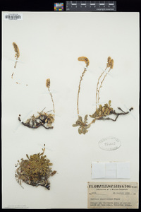Petrophytum cinerascens image