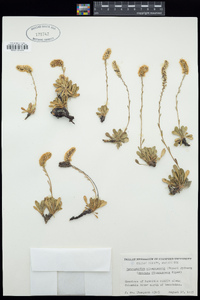 Petrophytum cinerascens image
