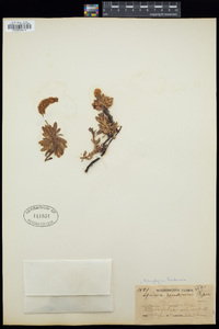 Spiraea hendersonii image