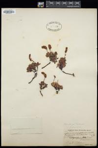 Petrophytum hendersonii image