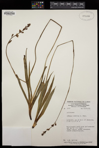 Image of Albuca sudanica