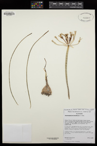 Androstephium breviflorum image