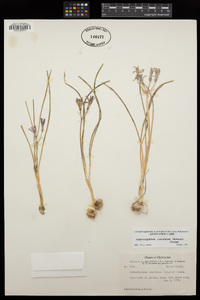 Androstephium coeruleum image