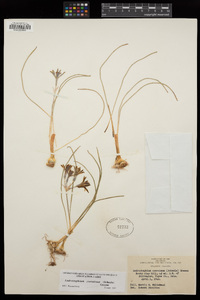 Androstephium coeruleum image