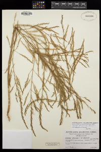 Asparagus officinalis image