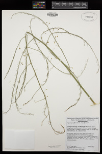 Asparagus officinalis image