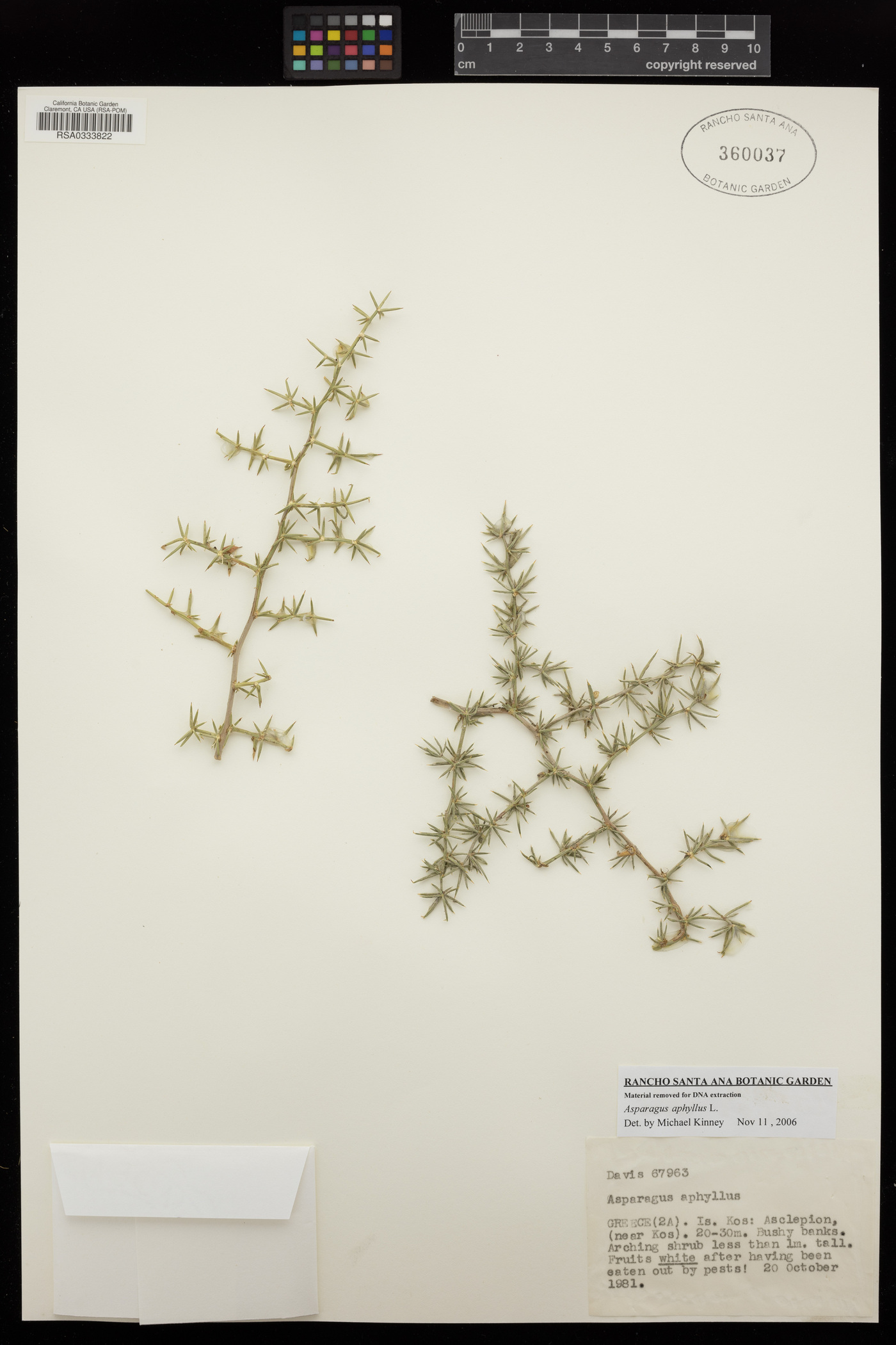 Asparagus aphyllus image