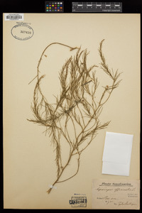 Asparagus officinalis image