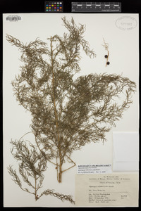 Image of Asparagus schoberioides