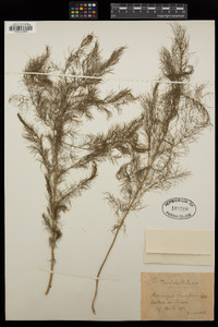 Image of Asparagus tenuifolius