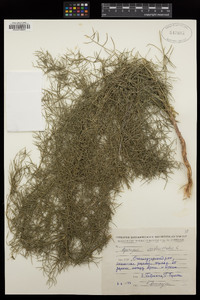 Image of Asparagus verticillatus