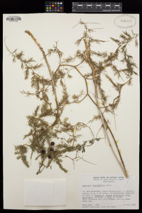 Image of Asparagus brachyphyllus