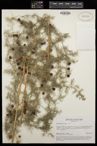Image of Asparagus bucharicus