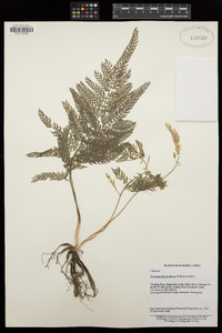 Image of Asparagus lycopodineus