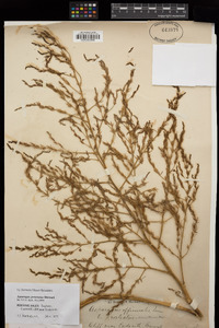 Image of Asparagus prostratus