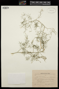 Image of Asparagus fallax