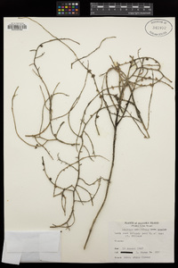 Image of Asparagus umbellulatus