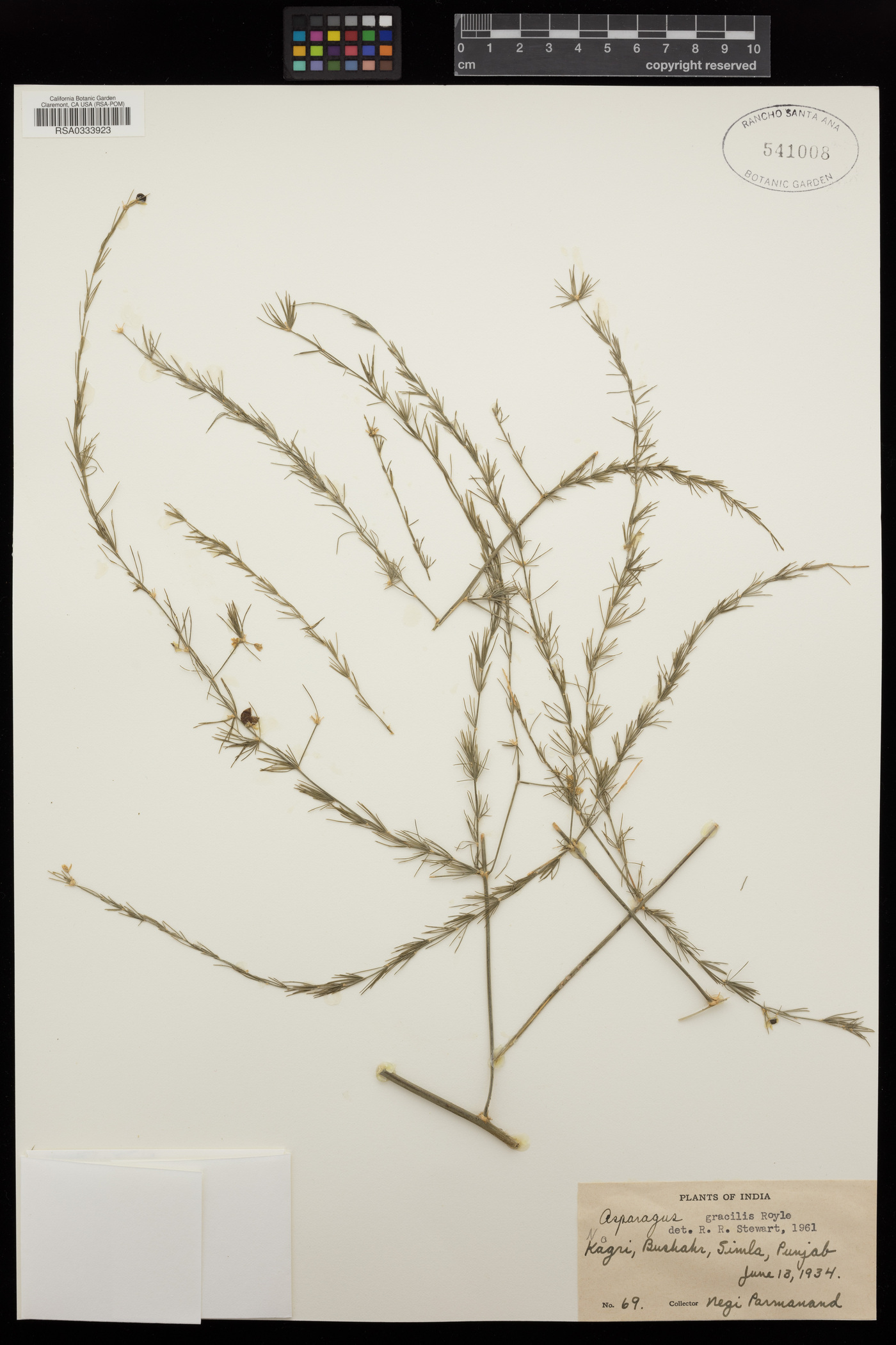 Asparagus gracilis image