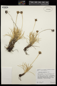 Image of Laxmannia grandiflora
