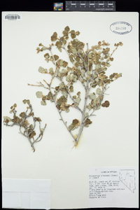 Physocarpus alternans image