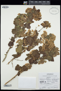 Physocarpus malvaceus image