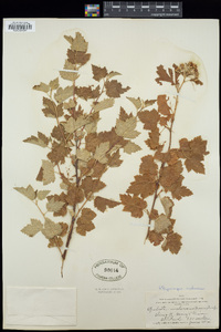 Physocarpus malvaceus image