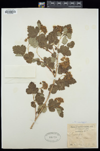 Physocarpus monogynus image