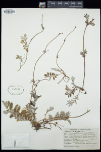 Potentilla anserina image