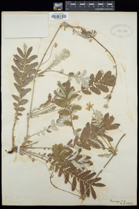 Potentilla anserina image