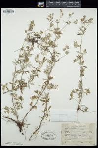 Potentilla argentea image