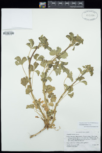 Potentilla biennis image