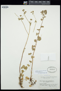 Potentilla biennis image