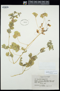 Potentilla biennis image