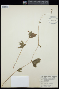 Potentilla canadensis image