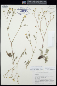 Potentilla crinita image