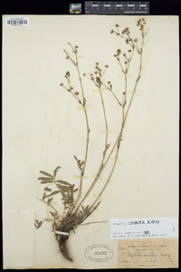 Potentilla crinita image