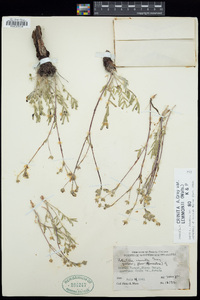 Potentilla crinita var. lemmonii image