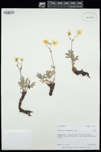 Potentilla diversifolia image