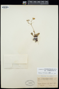 Potentilla diversifolia var. diversifolia image