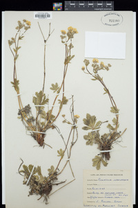 Potentilla diversifolia image