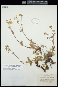 Potentilla × diversifolia image