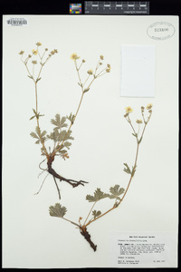 Potentilla diversifolia image