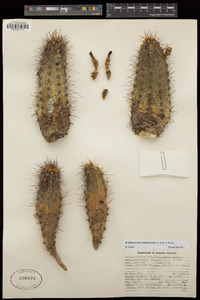 Echinocereus polyacanthus image