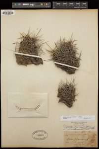 Echinocereus mojavensis image