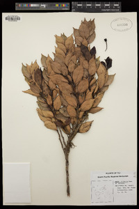 Agapetes vitiensis image
