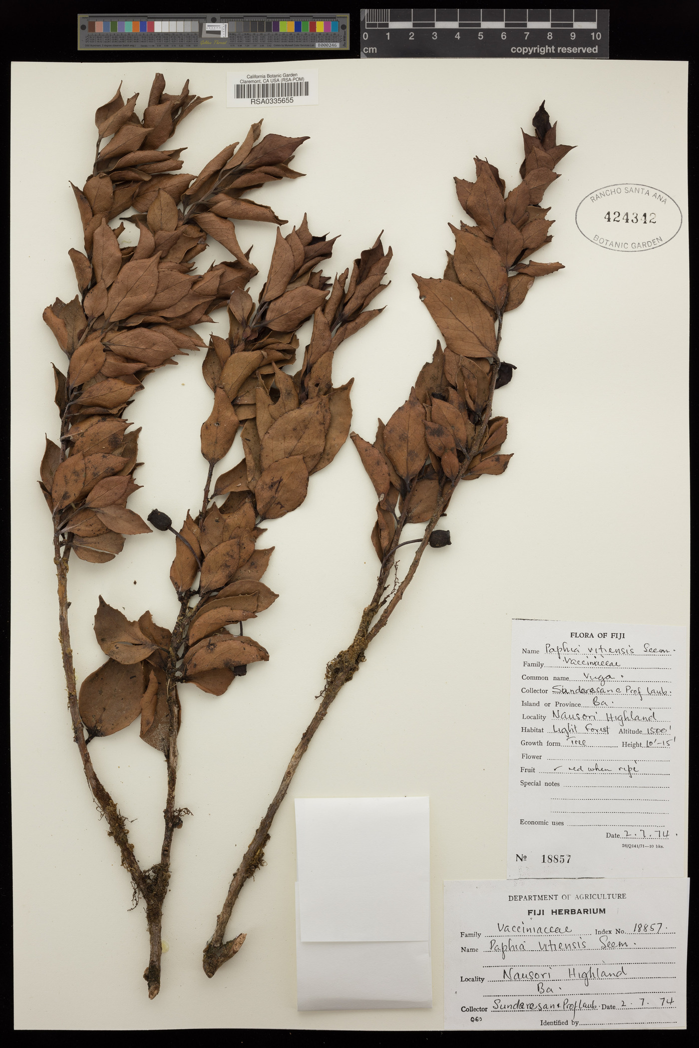 Agapetes vitiensis image