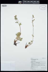 Potentilla × diversifolia image