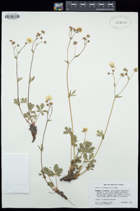 Potentilla diversifolia image