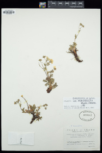 Potentilla diversifolia var. perdissecta image